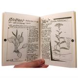 Cat's Claw Herbal