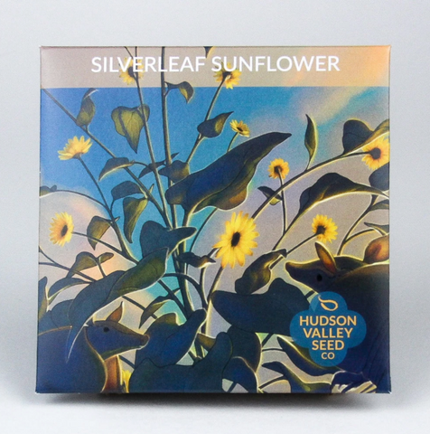 Silverleaf Sunflower